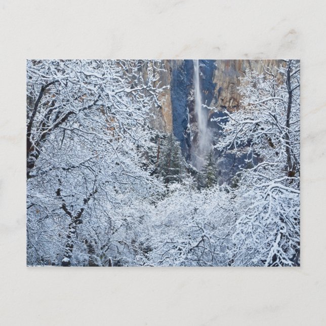Cartão Postal Quebra de neve fresca nas árvores abaixo de Bridal (Frente)