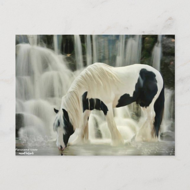 Cartão Postal queda,cavalo,rio,bela vista (Frente)