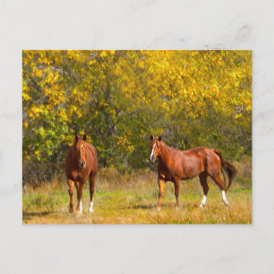 Cartão Postal Queda de Cavalos de castanha