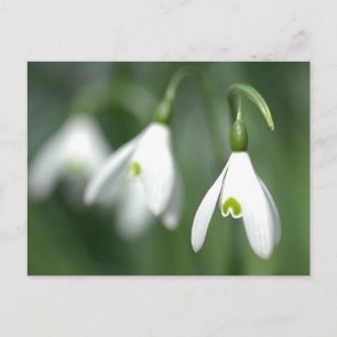 Cartão Postal queda de neve, da coleção de presentes de flores