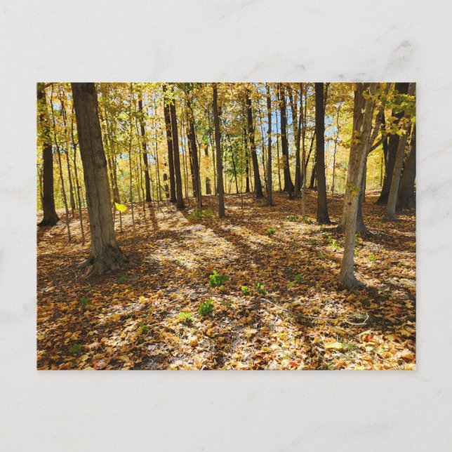 Cartão Postal Queda tardia na floresta (Frente)