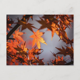 Cartão Postal Queda Terra Maravilha da Cor do outono