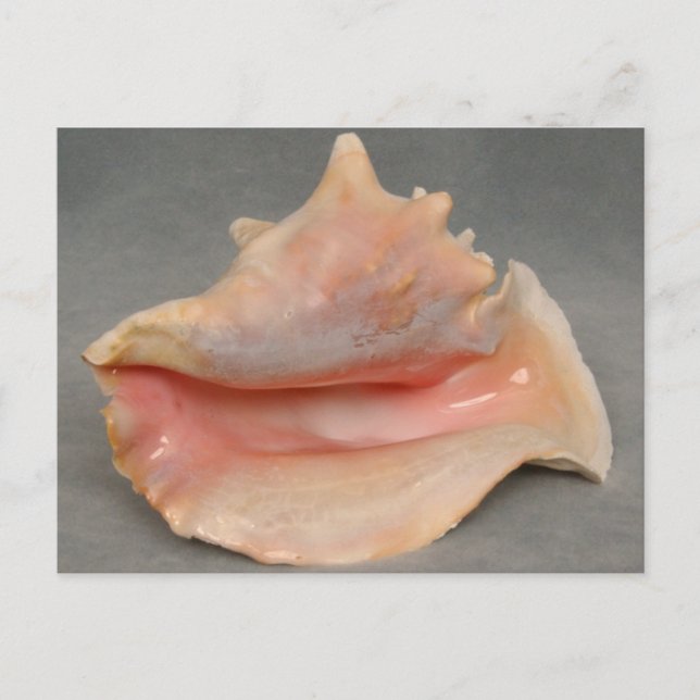 Cartão Postal Queen Conch Shell (Frente)