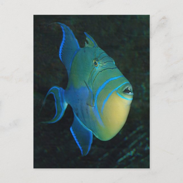 Cartão postal Queen Triggerfish (Frente)