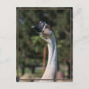 Cartão Postal Quem está indo para quem!