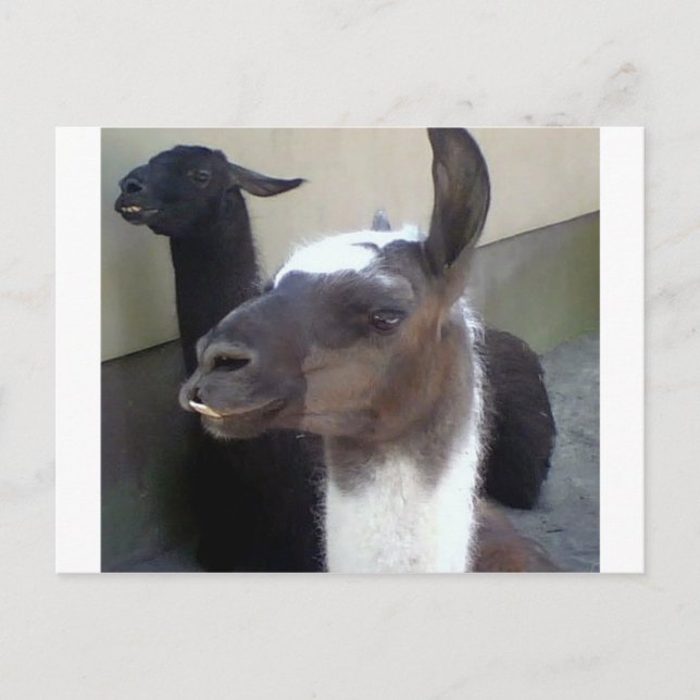 Cartão Postal Quem sou eu? Zoo Llama design (Frente)
