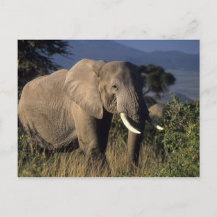 Cartão Postal Quênia: Amboseli, elefante africano macho