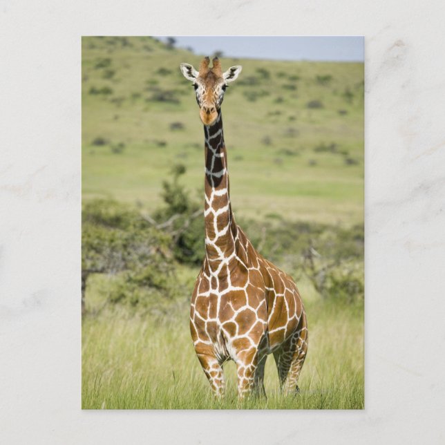 Cartão Postal Quénia, Conservância de Lewa, Masai Giraffe em pé (Frente)