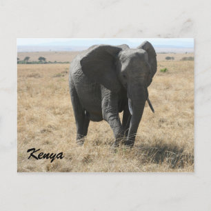 Cartão Postal quênia do elefante africano