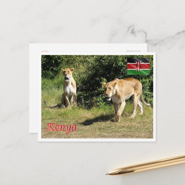 Cartão Postal Quênia - Lionesses - (Frente/Verso In Situ)