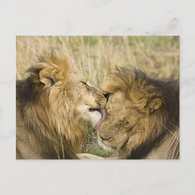 Cartão Postal Quênia, Masai Mara (Frente)