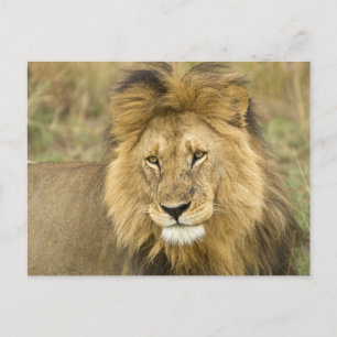 Cartão Postal Quênia Masai Mara