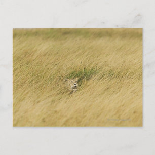 Cartão Postal Quênia, Masai Mara 2