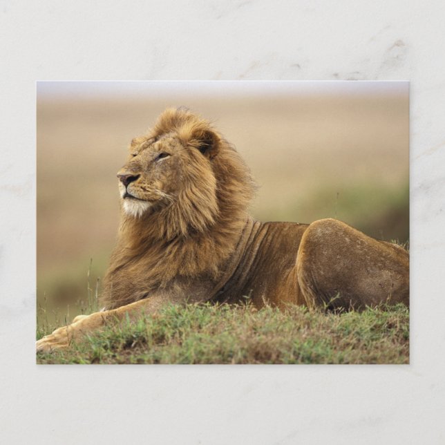 Cartão Postal Quênia, Masai Mara | Leão macho (Frente)