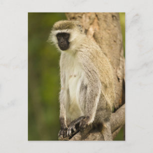 Cartão Postal Quênia, Parque Nacional do Lago Nakuru. Vervet
