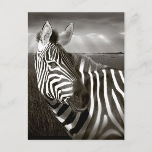 Cartão Postal Quênia. Preto e branco de zebra e planície.