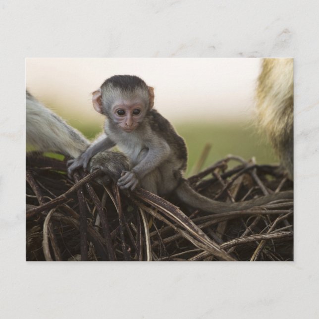 Cartão Postal Quênia, Reserva de Jogo Samburu. Macaco Vervet (Frente)