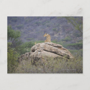 Cartão Postal Quênia, Reserva Natural de Samburu, leão feminin