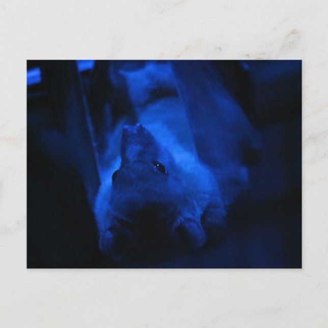 Cartão Postal Quer sair? (Frente)