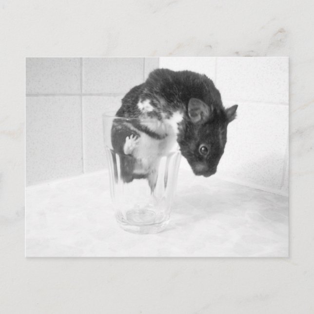 Cartão Postal Quer uma bebida? (Frente)