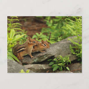Cartão Postal Querendo Irmãos Chipmunk Bebê