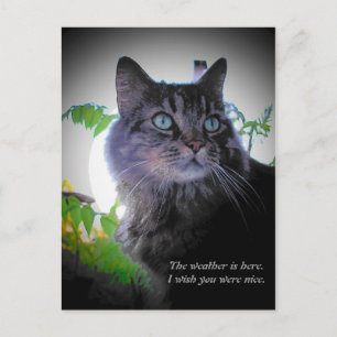 Cartão Postal Queria que você fosse legal