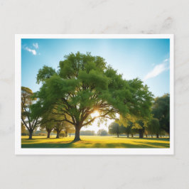 Cartão Postal Quiet Time With a Big Tree – Postcard