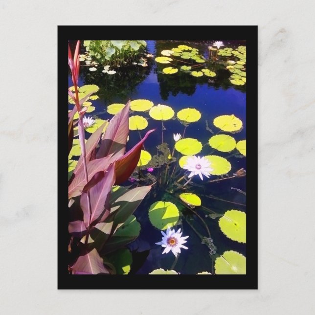 Cartão Postal quintal botânico (Frente)