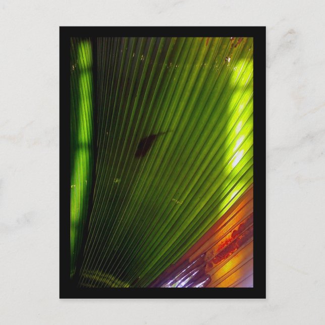 Cartão Postal quintal botânico (Frente)