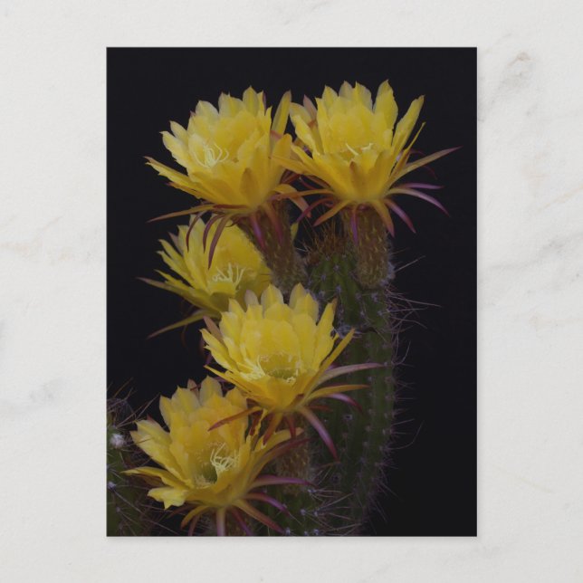 Cartão Postal Quintuito de flores de cacto (Frente)