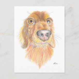 Cartão Postal Quirky dachshund