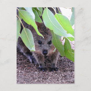 Cartão postal Quokka