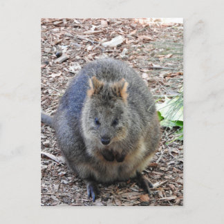 Cartão Postal Quokka