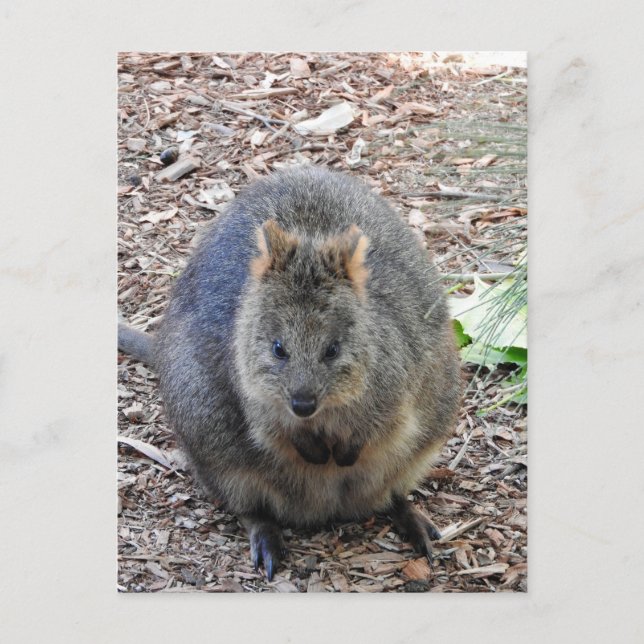 Cartão Postal Quokka (Frente)