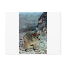 Quokka fofa em Rottnest Island