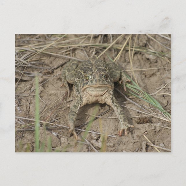 Cartão Postal R10 Prairie Toad (Frente)