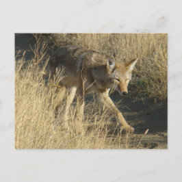 Cartão Postal R14 Coyote Caminhando