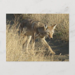 Cartão Postal R14 Coyote Caminhando
