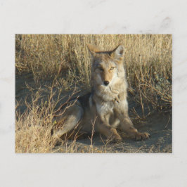 Cartão Postal R15 Coyote Deitado