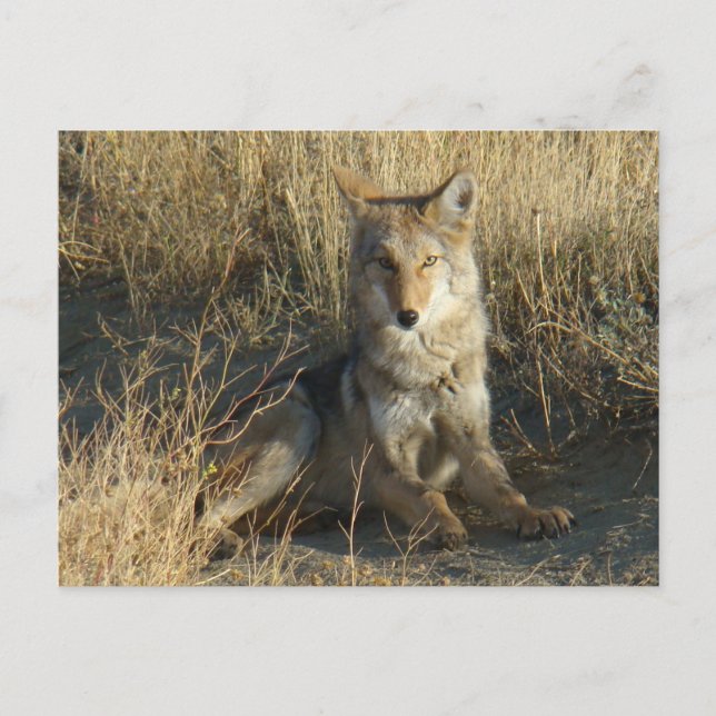 Cartão Postal R15 Coyote Deitado (Frente)