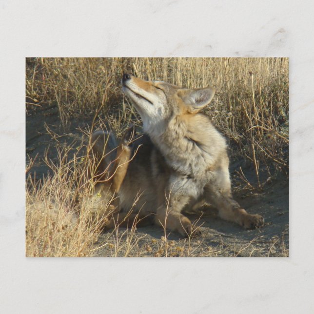 Cartão Postal R17 Coyote Scratching (Frente)
