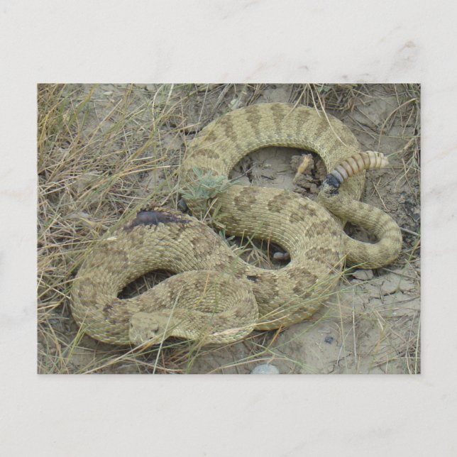 Cartão Postal R20 Prairie Rattlesnake ferida (Frente)