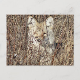 Cartão Postal R21 Coyote "Vigiando Você"