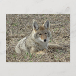 Cartão Postal R22 Coyote Deitado