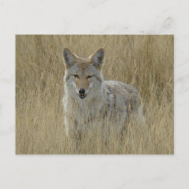 Cartão Postal R2 Coyote na Grama Alta