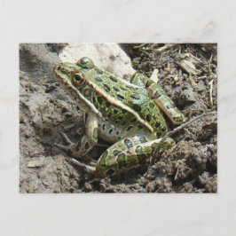 Cartão Postal R3 Rã-Leopardo