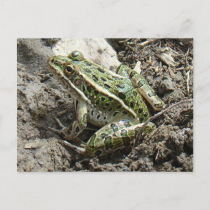 Cartão Postal R3 Rã-Leopardo