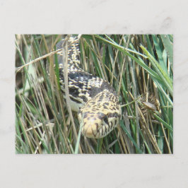 Cartão Postal R4 Cobra-touro na grama