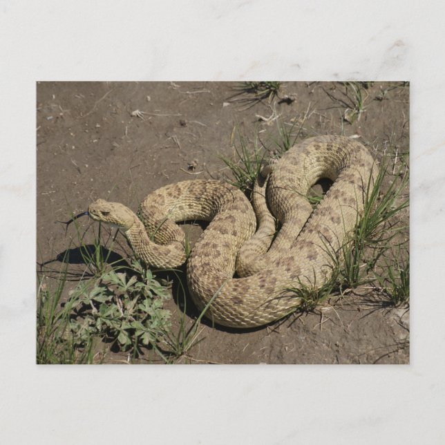 Cartão Postal R6 Prairie Rattlesnake (Frente)