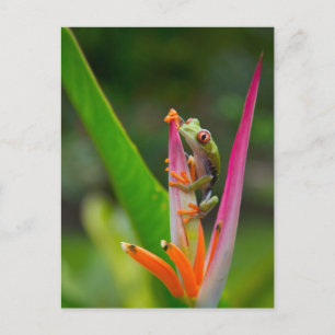 Cartão Postal Rã-arbórea-de-olho-vermelho, Costa Rica